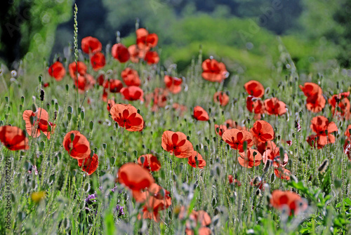 COQUELICOT