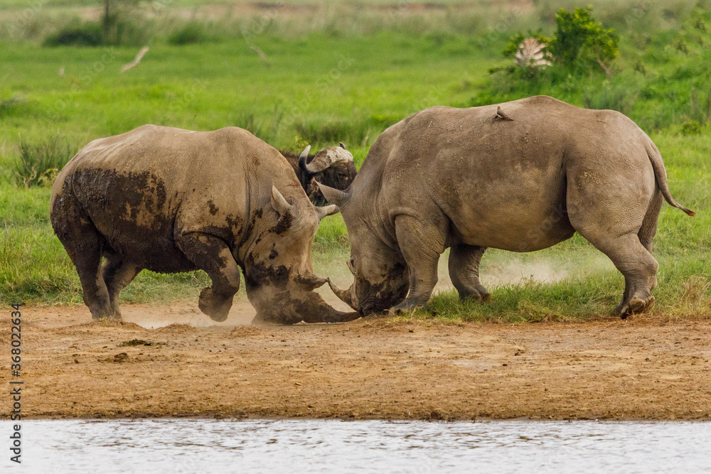 Fototapeta premium Showdown