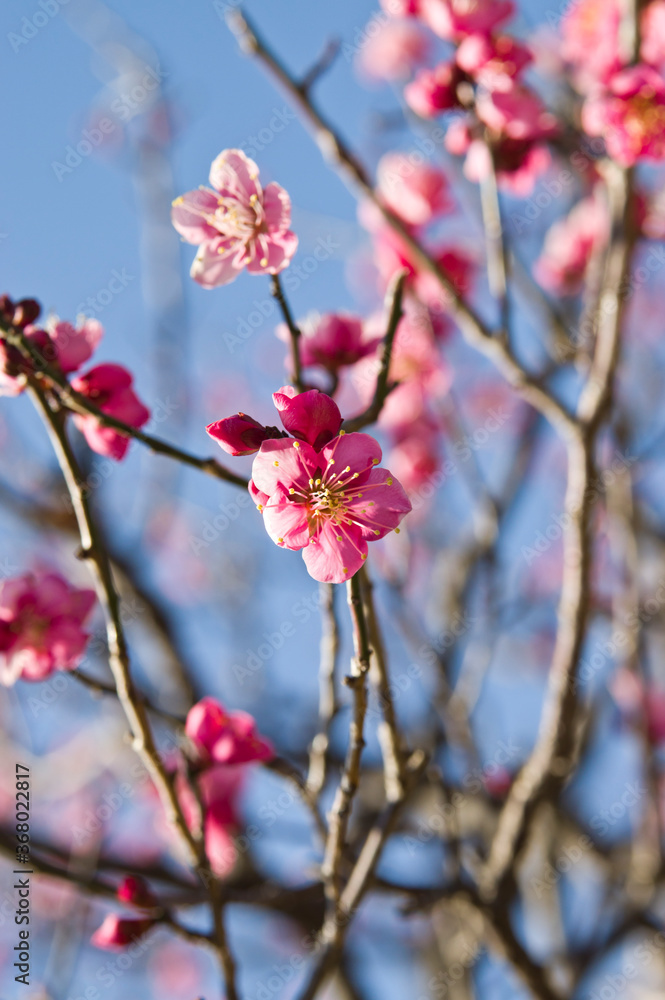 Scientific name is Prunus mume.English name is Japanese apricot. Scientific name is Prunus mume.English name is Japanese apricot.