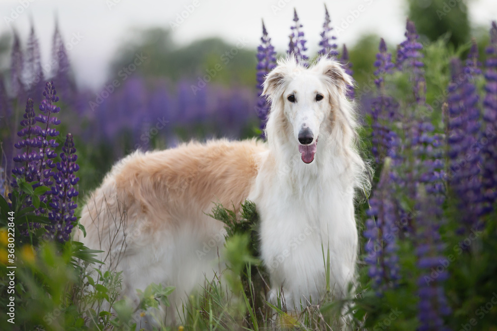 Fototapeta premium Portrait of beautiful dog breed russian borzoi standing in the green grass and violet lupines field in summer