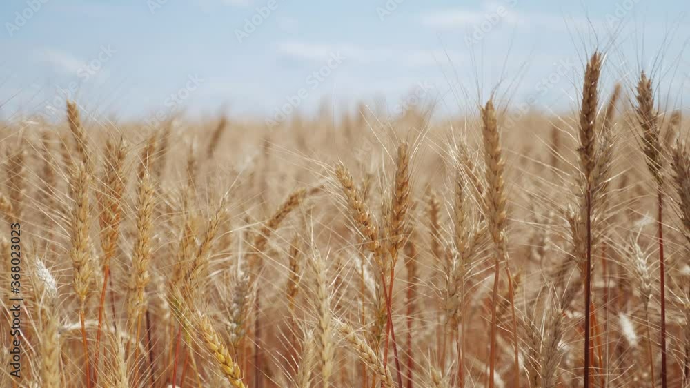 wheat field with ears of corn and a grains background. concept agriculture harvesting eco farming. golden farmland lifestyle beautiful ears of wheat close-up wheat field with ears of corn and a grains background. concept agriculture harvesting eco farming. golden farmland lifestyle beautiful ears of wheat close-up