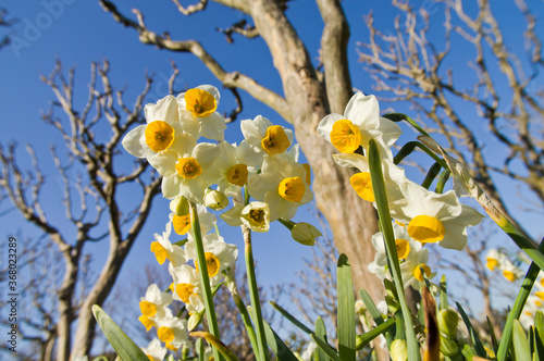 Scientific name is Narcissus tazetta var. chinensis. photo