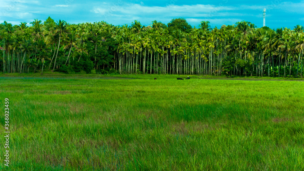 rice field in the summer