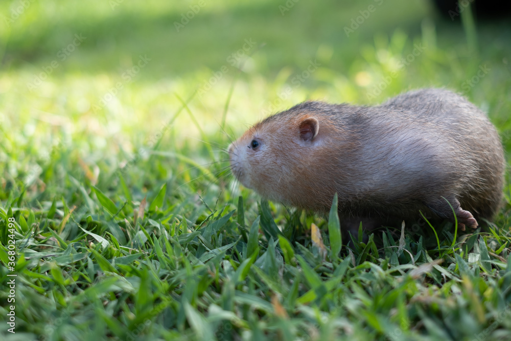 Mole rat or Large bamboo rat in the garden Mole rat or Large bamboo rat in the garden