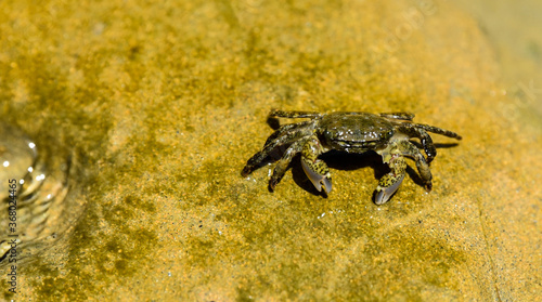 crab on the beach