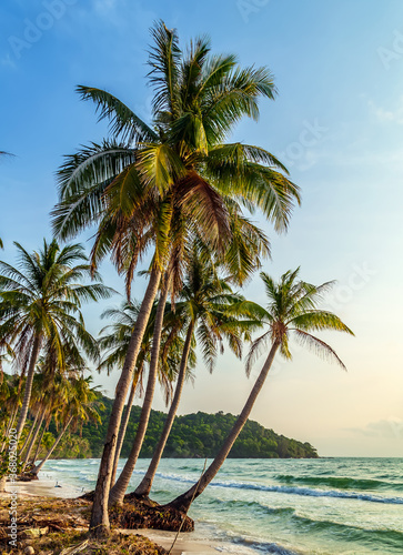 sunny tropical beach palm trees
