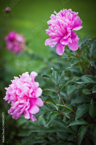 Stunning beauty bright pink peonies blooming in the garden.