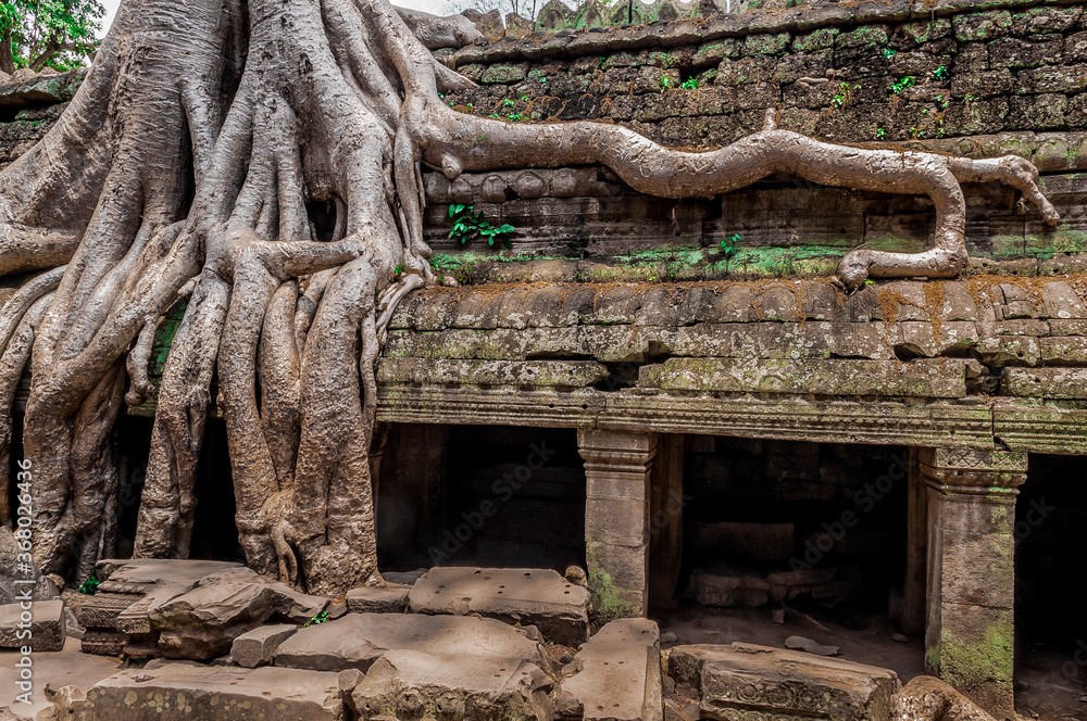 Obraz premium Iconic tree root at Ta Prohm temple, growing over the facade in Siam Reap Cambodia