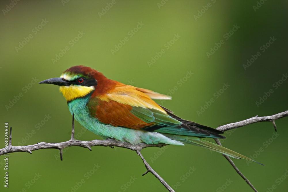 The beautiful coulors of a European bee eater The beautiful coulors of a European bee eater