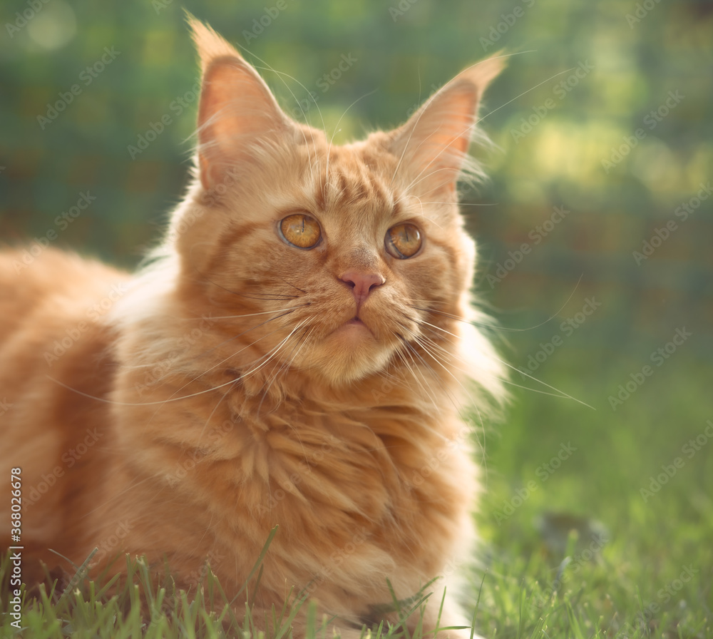 Female red solid maine coon cat lying on green grass. Beautiful brushes on ears. Closeup profile view
