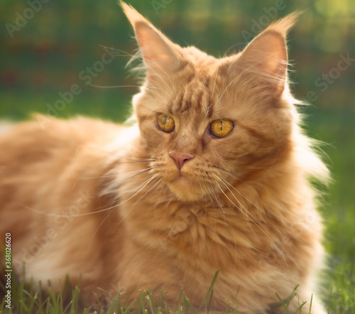 Female red solid maine coon cat lying on green grass. Beautiful brushes on ears. Closeup profile view © nastia1983