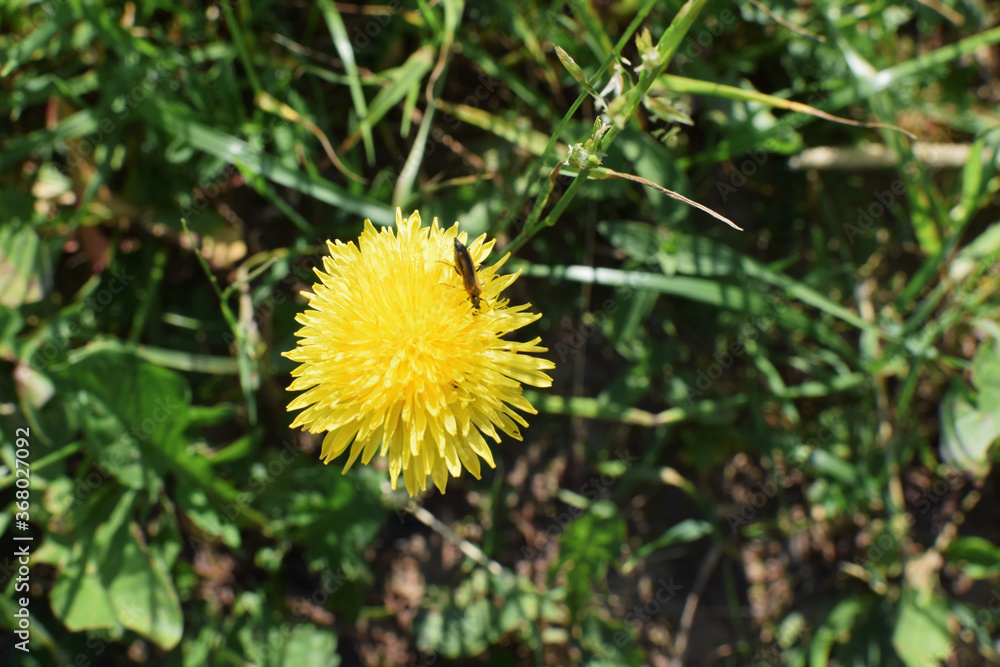 a big yellow dandelion and an insect