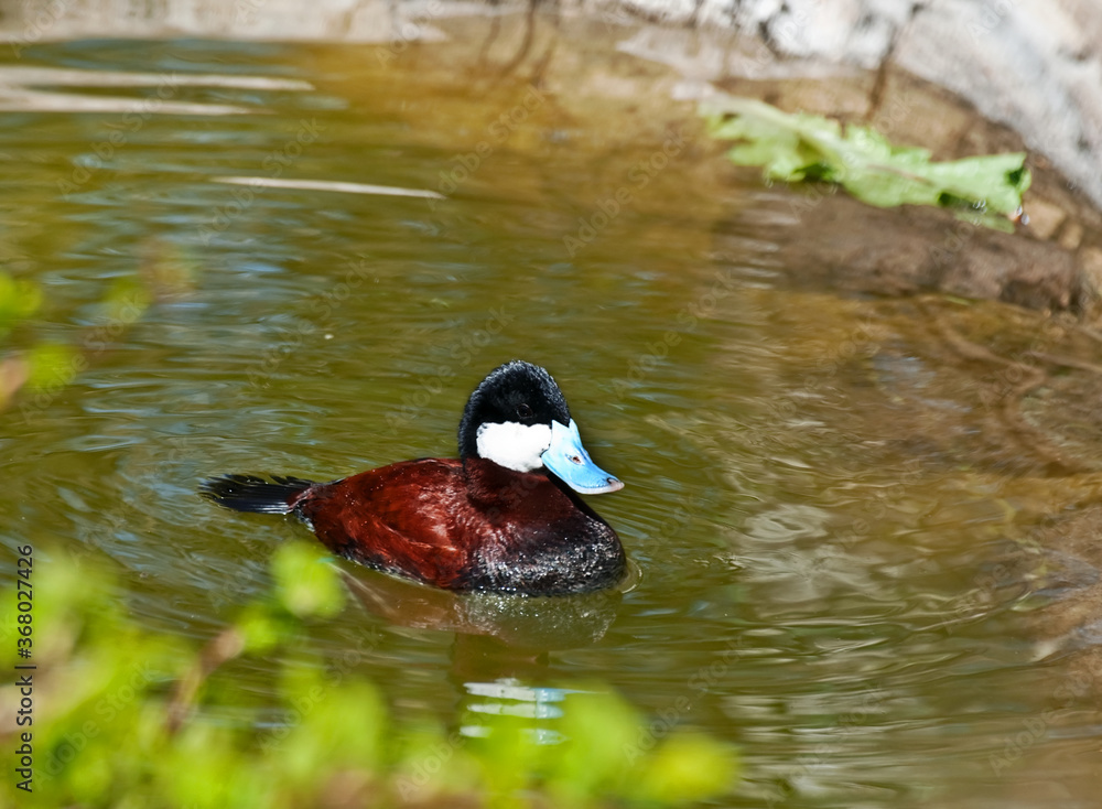 Obraz premium This male Ruddy duck, known for their bright blue bill, is swimming in a pond.