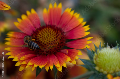 Bumblebee on yellow and orange flower. Honeybee  close up  wallapper. Pollination  beekeping