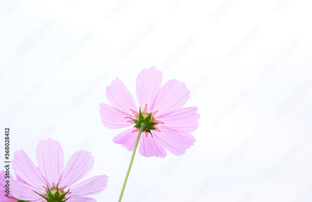 ピンク色のコスモスの花　白背景