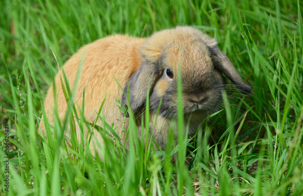 One funny adult rabbit is sitting in the grass. One funny adult rabbit is sitting in the grass.