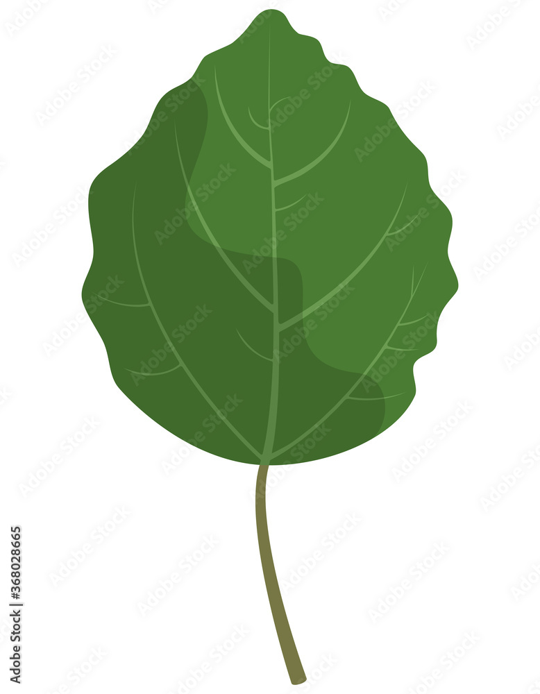 Fototapeta premium Aspen leaf isolated on white background. Part of tree in cartoon style.