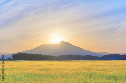 ダイヤモンド筑波山と金色に輝く麦畑の風景