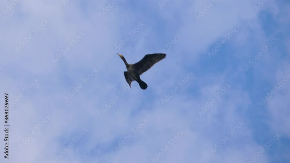 Slow Motion. Birds Geese Flying in Formation, Blue Sky. Migrating Greater Cormorant Birds Flying in Formation. Slow Motion. Birds Geese Flying in Formation, Blue Sky. Migrating Greater Cormorant Birds Flying in Formation.