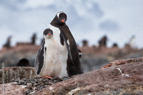 Penguin family on nest in the colony of Gentoo penguins in Antarctica, Antarctic Peninsula photo