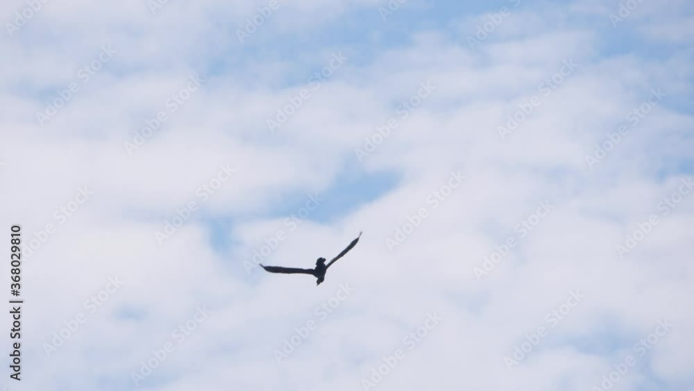Slow Motion. Birds Geese Flying in Formation, Blue Sky. Migrating Greater Cormorant Birds Flying in Formation. Slow Motion. Birds Geese Flying in Formation, Blue Sky. Migrating Greater Cormorant Birds Flying in Formation.