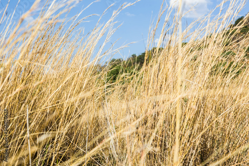 A golden wheat field in the wind