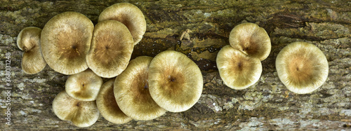 colorful mushroom in reddish,Red mushroom gills texture