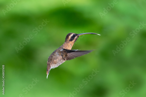 A LIttle Hermit hummingbird hovering in the air with a smooth green background. A brown bird with a smooth green background. A Hummingbird hovering in a natural background. Hummingbird in garden.