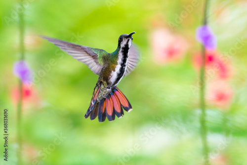 A female Black-throated Mango hummingbird flaring her tail with a floral background. Hummingbird in natural background. Brightly lit bird with a blurred floral background.