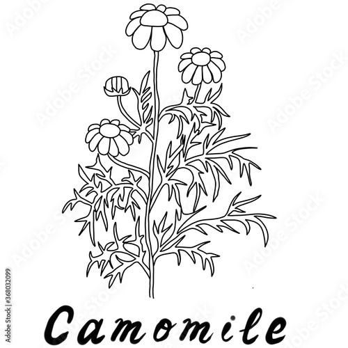 a sprig of chamomile and calendula with white and yellow flowers and green leaves for labels medicine magazines posters and website design
