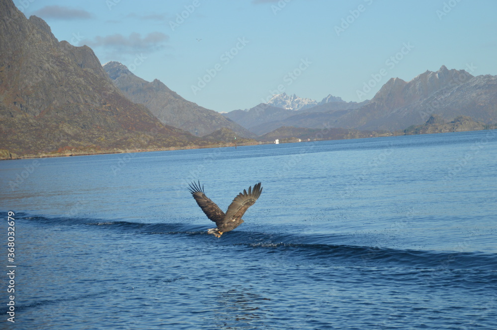 Norwegian Sea Eagles hunting in flight over Trollfjorden in the Lofoten fjords of Norway during autumn