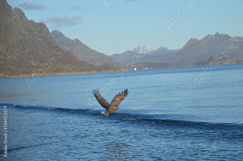 Norwegian Sea Eagles hunting in flight over Trollfjorden in the Lofoten fjords of Norway during autumn