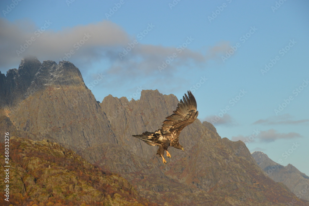 Φωτογραφία Norwegian predator Sea Eagles hunting fish in the Trollfjord of Lofoten Fjords,