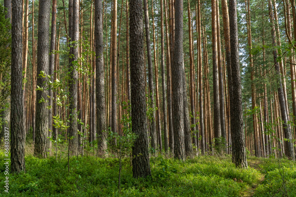 Naklejka premium Fascinating ancinet baltic pine tree forests in the Aukstaitija National Park, Lithuania. Lithuania's first national park.