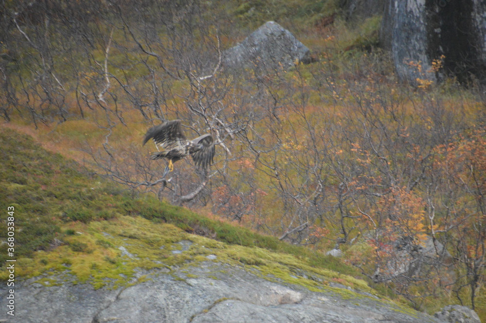 Φωτογραφία Norwegian predator Sea Eagles hunting fish in the Trollfjord of Lofoten Fjords,