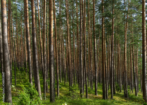 Fascinating ancinet baltic pine tree forests in the Aukstaitija National Park  Lithuania. Lithuania s first national park.
