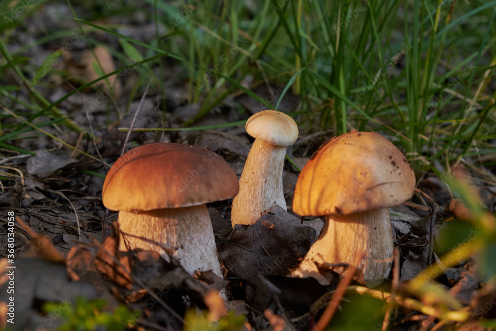 Beautiful boletus edulis mushroom banner in amazing green moss. Old magic forest mushrooms background. White mushroom in sunny day. Beautiful boletus edulis mushroom banner in amazing green moss. Old magic forest mushrooms background. White mushroom in sunny day.