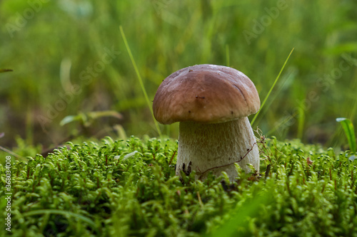 Beautiful boletus edulis mushroom banner in amazing green moss. Old magic forest mushrooms background. White mushroom in sunny day.