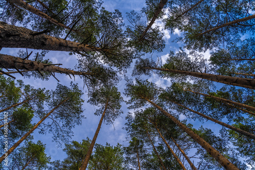 Fascinating ancinet baltic pine tree forests in the Aukstaitija National Park, Lithuania. Lithuania's first national park. photo