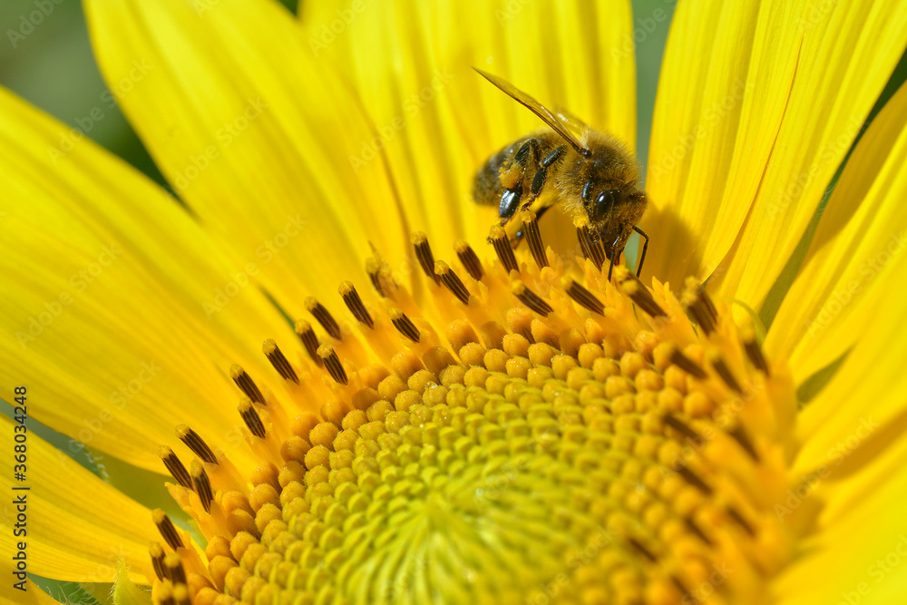 Macro of honey bee (Apis) feeding on sunflower