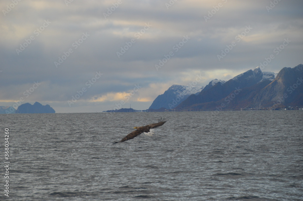 Naklejka premium Norwegian predator Sea Eagles hunting fish in the Trollfjord of Lofoten Fjords, Norway