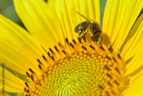 Macro of honey bee (Apis) feeding on sunflower © Christian Musat