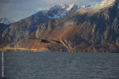 Norwegian predator Sea Eagles hunting fish in the Trollfjord of Lofoten Fjords, Norway photo