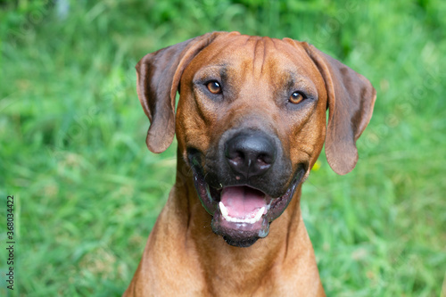 portrait eines rhodesian ridgeback r  den in hohem gras in der sonne