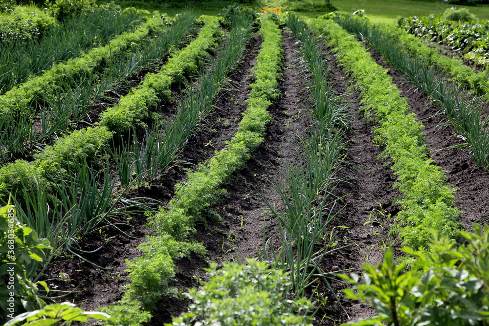 The furrows with green onions and carrots grow in the garden, The summer garden The furrows with green onions and carrots grow in the garden, The summer garden