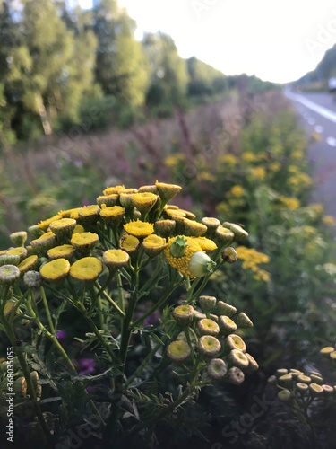 yellow flowers in the park