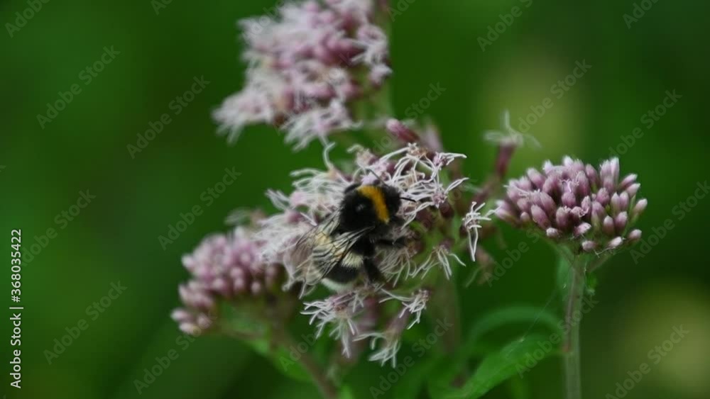 Bumblebee on a flower. Bumblebee collects pollen from flowers. Close up, slow motion, shallow depth of field Bumblebee on a flower. Bumblebee collects pollen from flowers. Close up, slow motion, shallow depth of field
