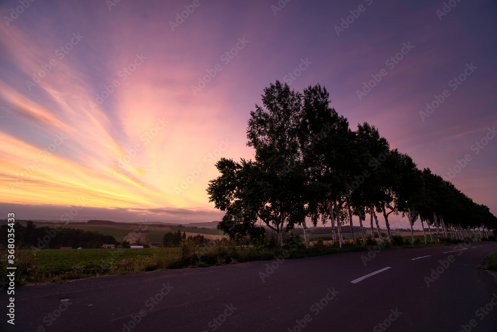 Fototapeta premium White Birch Tree at Dawn in Biei, Hokkaido, Japan