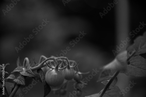 Tomatoes growing on vine in black and white