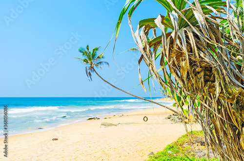 The inclined palm on the beach, West Coast of Sri Lanka photo